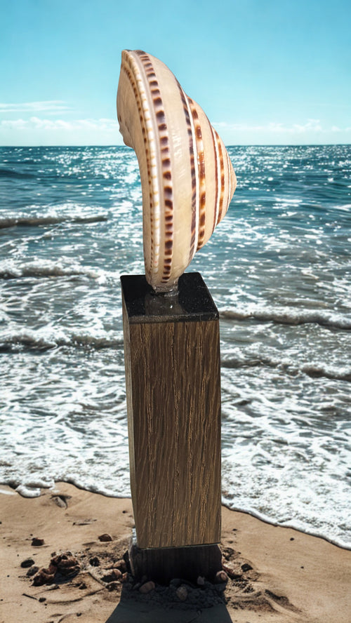 Handgefertigte Skulptur mit naturbelassener Südseemuschel – klare Form, ruhige Ausstrahlung · Nr. 169